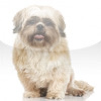 SlidePuzzle - Shih Tzu