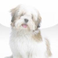 SlidePuzzle - Lhasa Apso