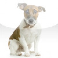 SlidePuzzle - Jack Russel Terrier