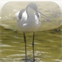 SlidePuzzle - Avocet