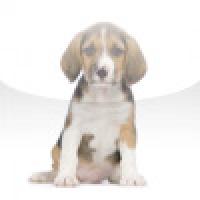 SlidePuzzle - Beagle