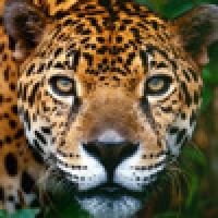 Animal Picture Mosaic Top