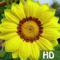 Floral Puzzle HD