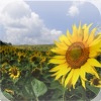 Sun Flower Field Slide Puzzle