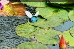 Blue Frog (iPhone/iPod)