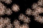 asteroid belt (iPhone/iPod)