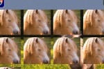 Horse Pairs (iPhone/iPod)