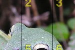 Q's Slider Puzzle: iLove Nature (iPhone/iPod)