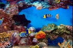 MyReef 3D Aquarium (iPhone/iPod)