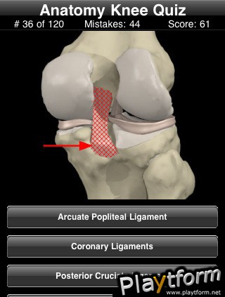 Anatomy Knee Quiz (iPhone/iPod)