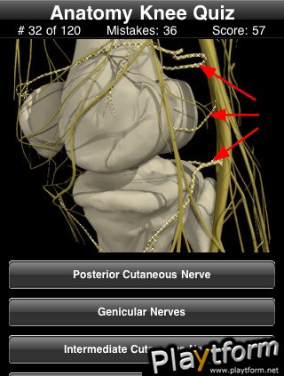 Anatomy Knee Quiz (iPhone/iPod)