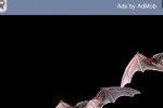 Bats (iPhone/iPod)