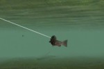 Reel Fishing: Angler's Dream (Wii)