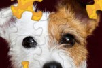 Puppy Jigsaw Puzzle (iPhone/iPod)