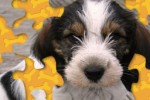 Puppy Jigsaw Puzzle (iPhone/iPod)