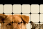 PhotoPuzzle (iPhone/iPod)