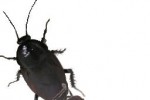 Cockroach (iPhone/iPod)