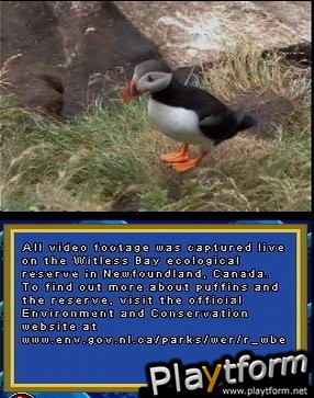 Puffins: Island Adventure (DS)