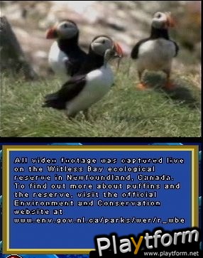 Puffins: Island Adventure (DS)