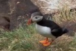 Puffins: Island Adventure (DS)