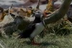 Puffins: Island Adventure (DS)