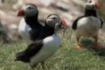 Puffins: Island Adventure (DS)