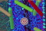 Antibody (iPhone/iPod)