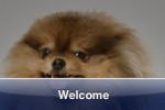 SlidePuzzle - Pomeranian (iPhone/iPod)