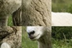 SlidePuzzle - Sheep (iPhone/iPod)