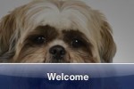 SlidePuzzle - Shih Tzu (iPhone/iPod)