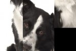 SlidePuzzle - Border Collie (iPhone/iPod)