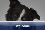 SlidePuzzle - Border Collie (iPhone/iPod)