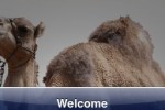 SlidePuzzle - Camel (iPhone/iPod)