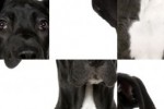 SlidePuzzle - Great Dane (iPhone/iPod)