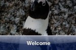 SlidePuzzle - Penguin (iPhone/iPod)