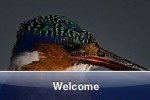 SlidePuzzle - Kingfisher (iPhone/iPod)