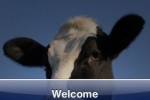 SlidePuzzle - Cow (iPhone/iPod)