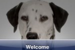 SlidePuzzle - Dalmation (iPhone/iPod)