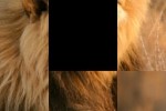 SlidePuzzle - Lion (iPhone/iPod)