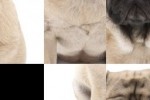 SlidePuzzle - Pug (iPhone/iPod)