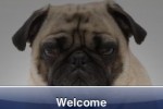 SlidePuzzle - Pug (iPhone/iPod)