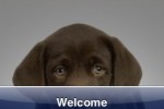 SlidePuzzle - Chocolate Lab (iPhone/iPod)