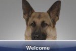 SlidePuzzle - German Shepherd (iPhone/iPod)