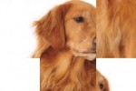 SlidePuzzle - Golden Retriever (iPhone/iPod)