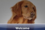 SlidePuzzle - Golden Retriever (iPhone/iPod)