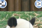 Panda Puzzle (iPhone/iPod)