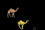 Camel9 (iPhone/iPod)