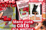 Cutie Scratch -Cats- (iPhone/iPod)