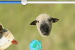 iSheep (iPhone/iPod)