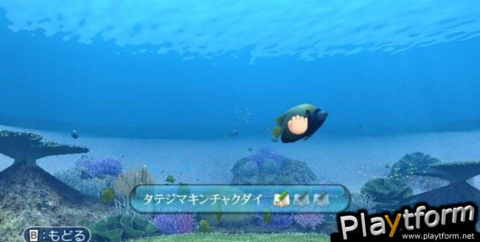 Endless Ocean (Wii)